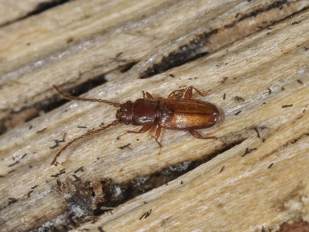 Laemophloeidae- Placonotus testaceus